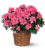 Azalea Basket